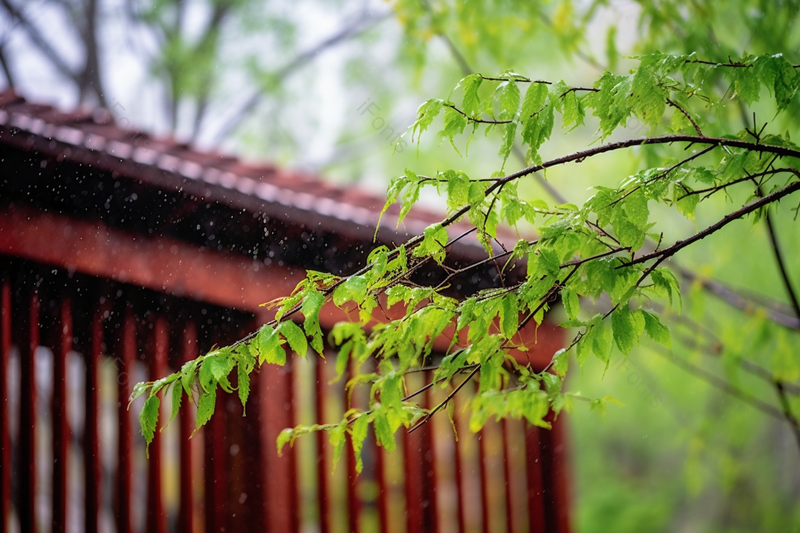 烟雨蒙蒙春季雨水中的绿色植物,高清,摄影图,摄影图片,图片大全,摄影图免费下载